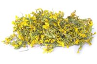 EVENING PRIMROSE HERB