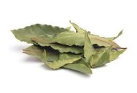 HOJAS DE AGUACATE (AVOCADO TREE LEAF)