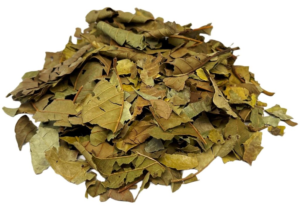 GUAVA LEAVES (HOJAS DE GUAYABA) Papa Jim's Botanica