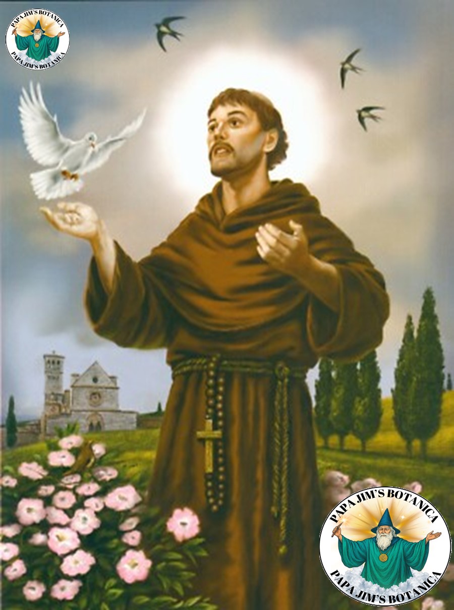 SAINT FRANCIS OF ASSIS 8X10 PICTURE